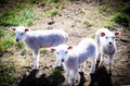 Lamb Royalty Free Stock Photo