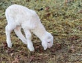 lamb with soft woolen white fur