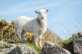 Lamb in springtime Royalty Free Stock Photo