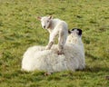 Lamb standing on his mother`s back Royalty Free Stock Photo