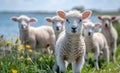 Lamb stands in field of grass and flowers looking at the camera. Royalty Free Stock Photo