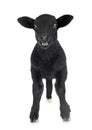 Lamb in studio Royalty Free Stock Photo