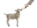 Lamb suckling a bibber (8 weeks old) Royalty Free Stock Photo