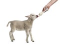 Lamb suckling a bibber (8 weeks old) Royalty Free Stock Photo