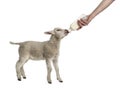 Lamb suckling a bibber (8 weeks old) Royalty Free Stock Photo