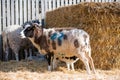 lamb suckling a ewe in a lambing pen during the lambing season Royalty Free Stock Photo