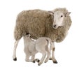 Lamb suckling his mother (a ewe) Royalty Free Stock Photo