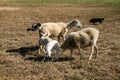 Lamb surrounded by sheep and dogs Royalty Free Stock Photo