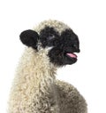 Lamb Valais Black Nose sheep bleating