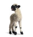 Lamb Valais Black Nose sheep bleating Royalty Free Stock Photo