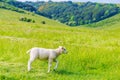 Lamb walking alone Royalty Free Stock Photo