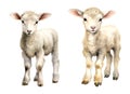 Lamb, watercolor clipart illustration with isolated background