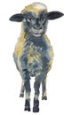 The lamb watercolor hand painted illustration