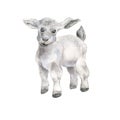 Lamb watercolor illustration isolated on white. Hand drawn baby sheep. Farm newborn animal. Painted baby goat. Domestic