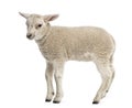 Lamb (8 weeks old) Royalty Free Stock Photo