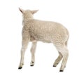 Lamb (8 weeks old) Royalty Free Stock Photo