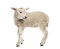 Lamb (8 weeks old) Royalty Free Stock Photo