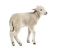 Lamb (8 weeks old) Royalty Free Stock Photo