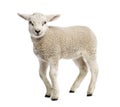 Lamb (8 weeks old) Royalty Free Stock Photo