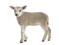 Lamb (8 weeks old) Royalty Free Stock Photo