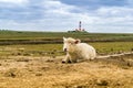 Lamb at Westerheversand lighthouse North Sea