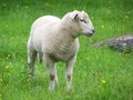 Lamb, a young lamb grazes in a field