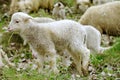 Young Lamb Royalty Free Stock Photo