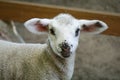 Lamb - young white sheep - close-up on head Royalty Free Stock Photo