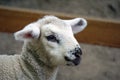 Lamb - young white sheep - close-up on head Royalty Free Stock Photo