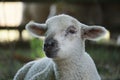 Lamb - young white sheep - close-up on head Royalty Free Stock Photo