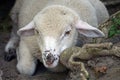 Lamb - young white sheep laying on ground Royalty Free Stock Photo