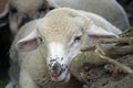 Lamb - young white sheep laying on ground Royalty Free Stock Photo