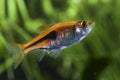 Lambchop rasbora, Rasbora espei in the  freshwater aquarium Royalty Free Stock Photo