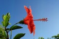 Lambent Bright red hibiscus flower in full bloom on the blue sky background at sunset. Side view. Close up