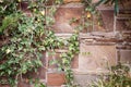 ÃÂ¡lambering plant on a brick wall, ivy. HÃÂ©dera Royalty Free Stock Photo
