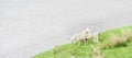 Lambing season - sheep and lambs on fresh green grass Royalty Free Stock Photo