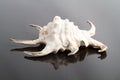 Lambis Chiragra Seashell with Reflection Royalty Free Stock Photo