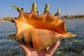 Lambis Lambis - Large sea snails. Spider conchs, marine gastropod mollusks. Large conch shell with orange color inside. Water drip