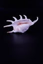 Lambis, a large sea snail known as spider conchs