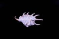 Lambis, a large sea snail known as spider conchs