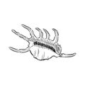 Lambis Scorpion conch Chicoreus aculeatus, large sea snail Unique shells, molluscs Gastropoda. Sketch black contour on white