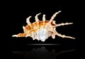 Lambis scorpius. Royalty Free Stock Photo