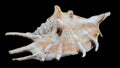 Lambis scorpius Shell on Black Background Royalty Free Stock Photo