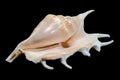 Lambis scorpius Shell on Black Background Royalty Free Stock Photo