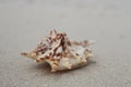 Lambis sea shell