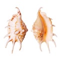 Lambis Seashells Royalty Free Stock Photo