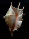 Lambis Shell. Exotic seashel.