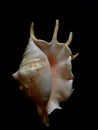 Lambis Shell. Exotic seashel.