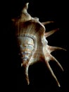 Lambis Shell. Exotic seashel. Royalty Free Stock Photo