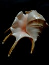 Lambis Shell. Exotic seashel. Royalty Free Stock Photo